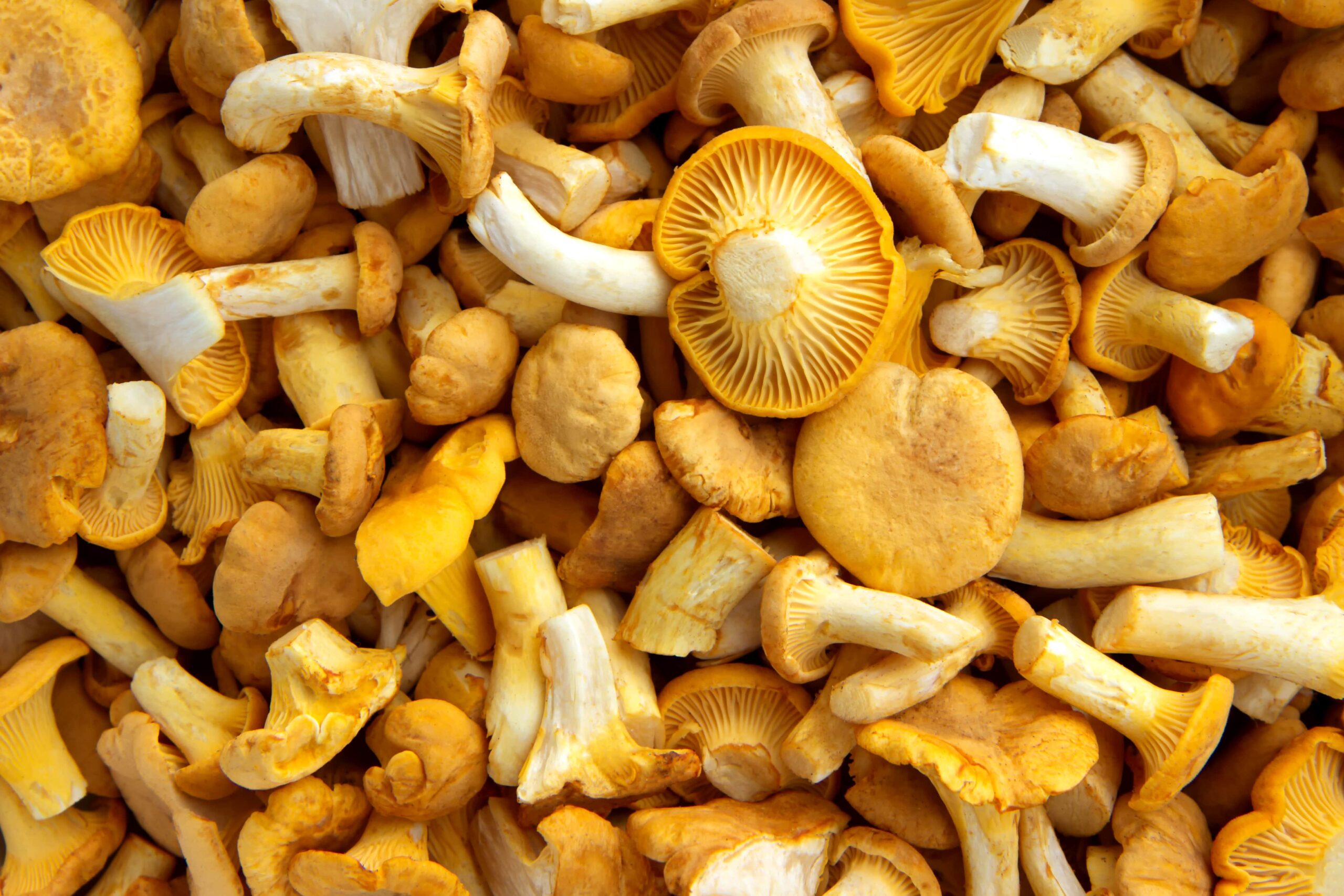 Заморожені лисички IQF