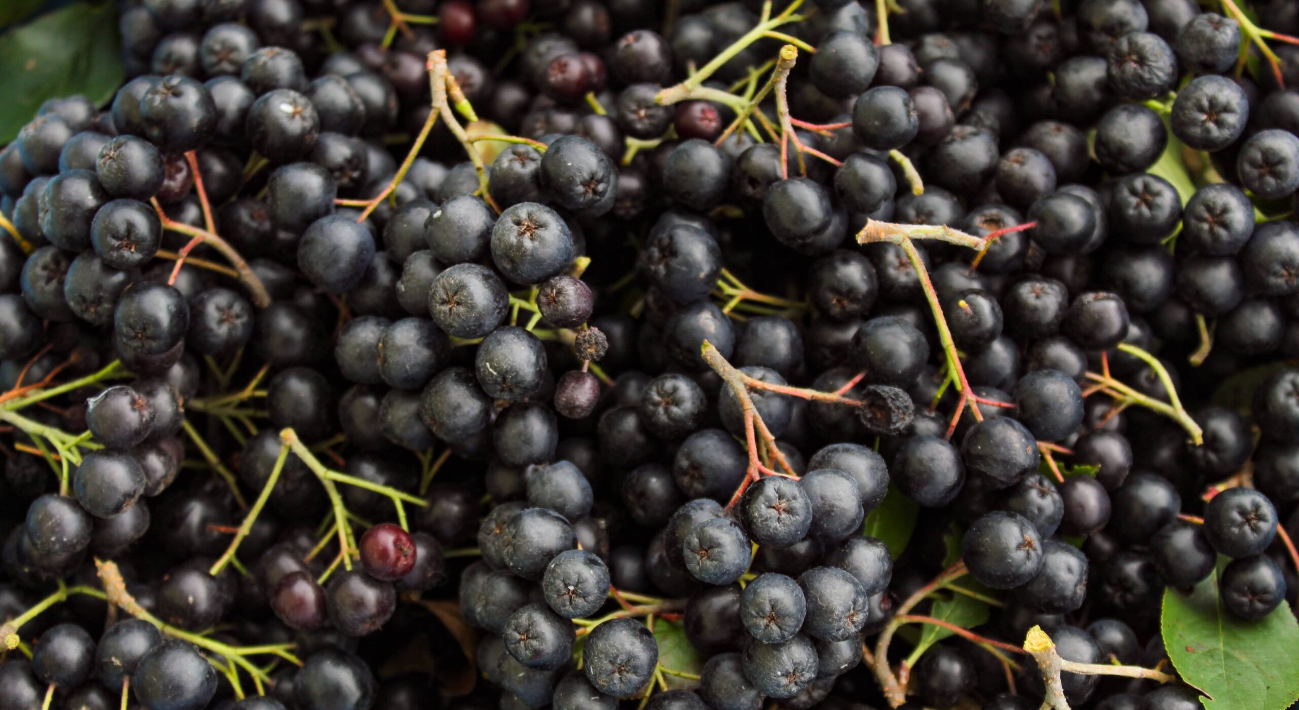 Аронія Tevitta