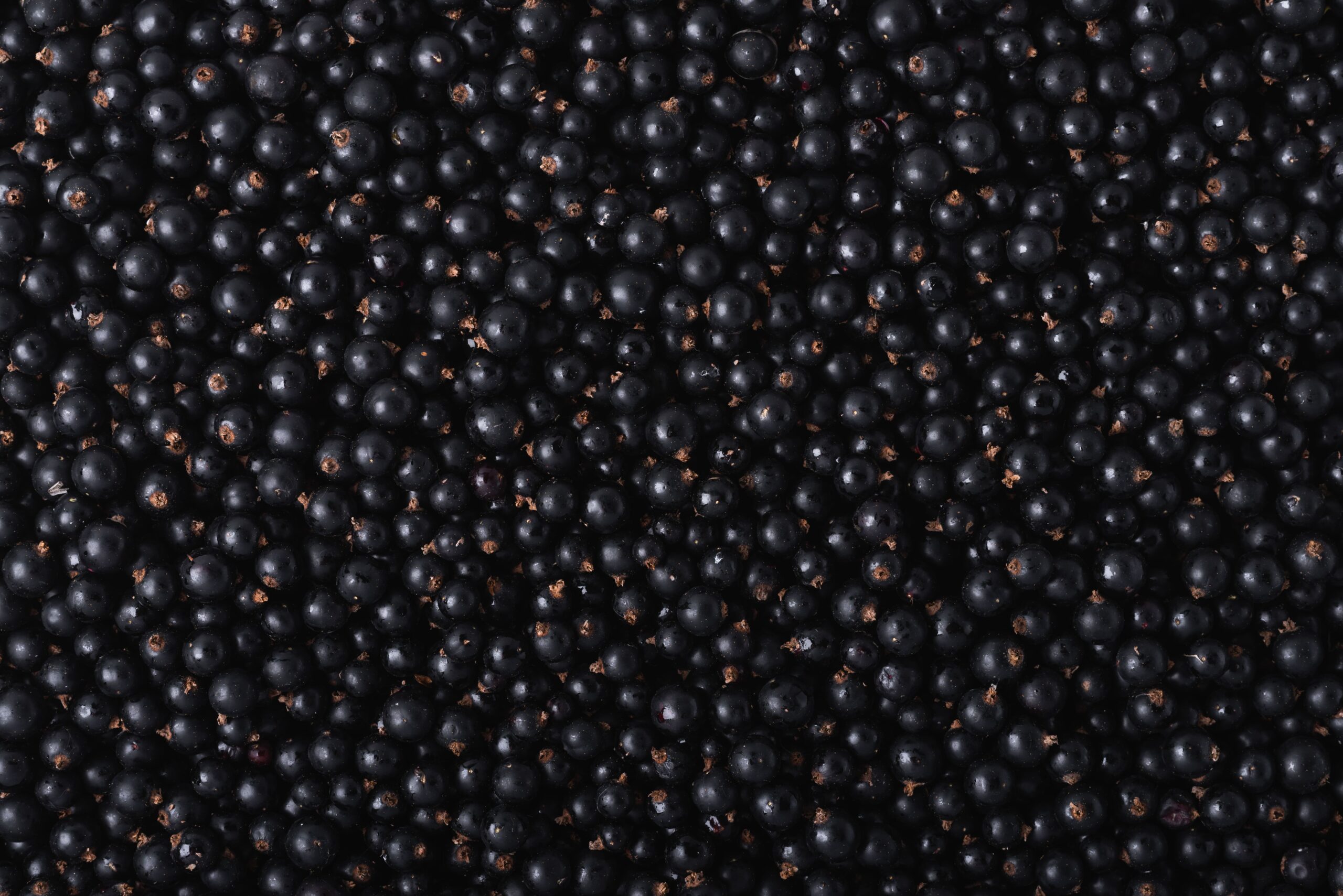 Чорна смородина Tevitta