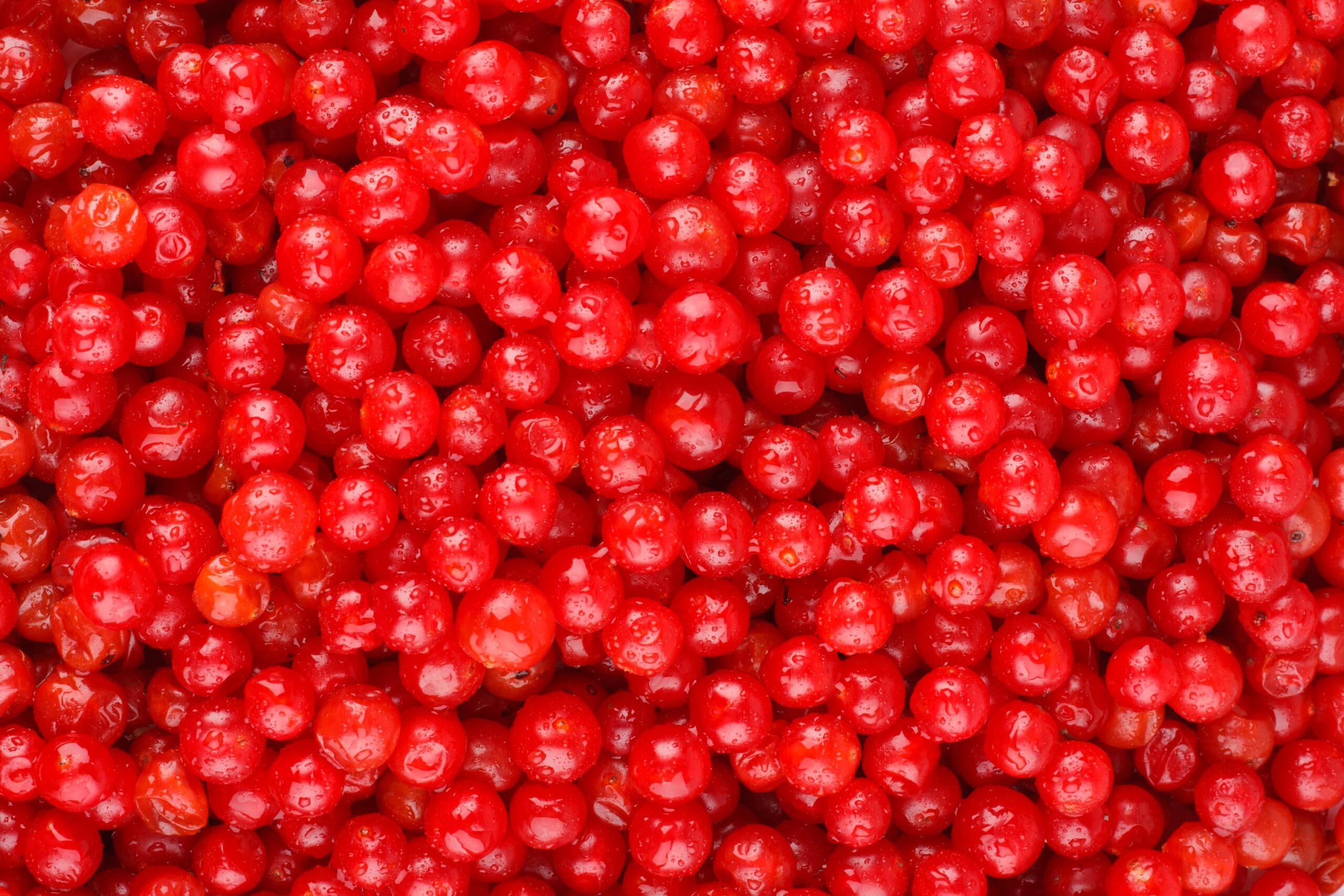 Калина Tevitta