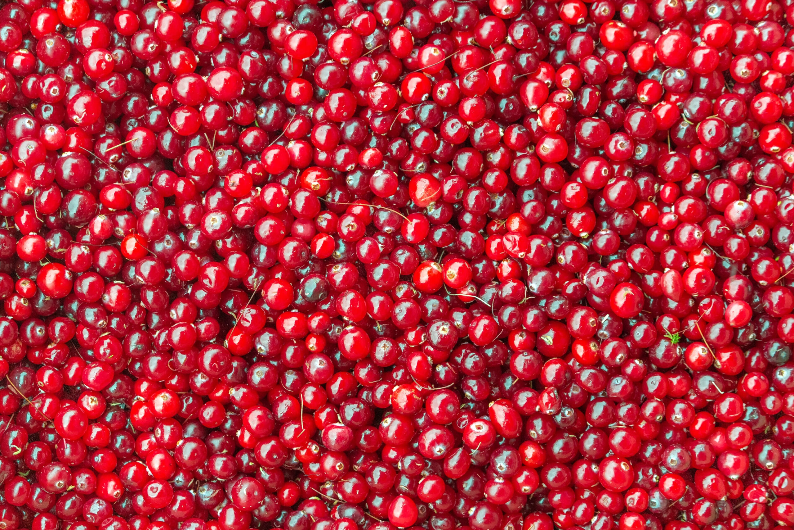 Брусниця Tevitta