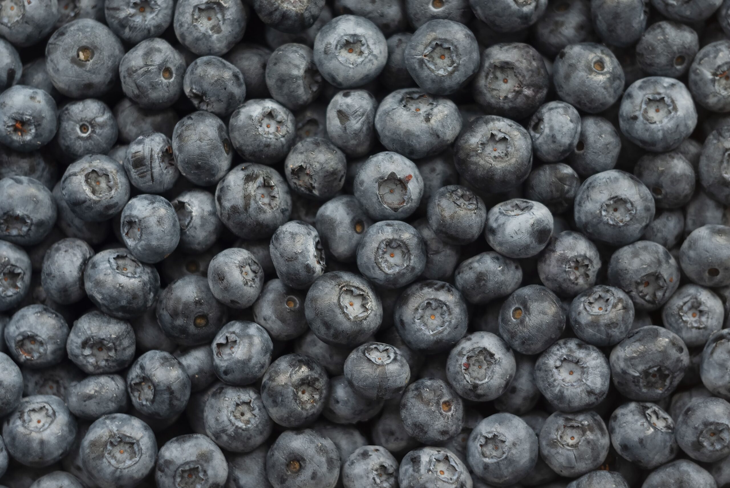 Лохина Tevitta