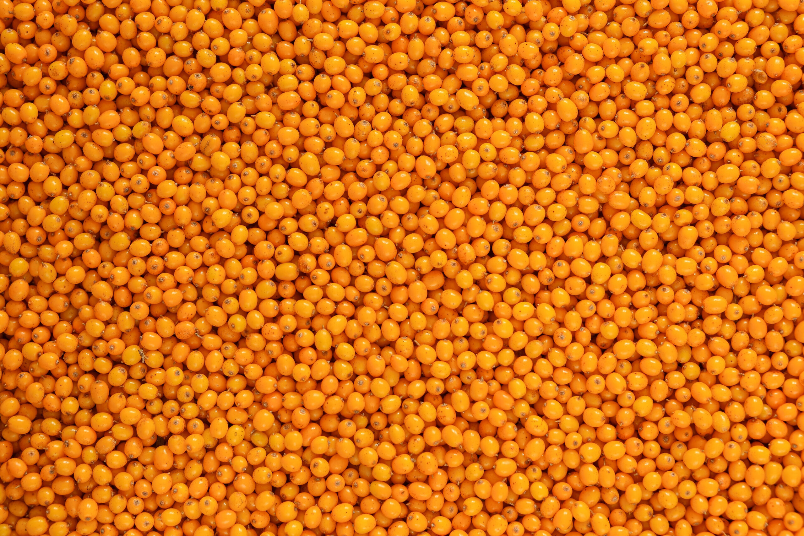 Обліпиха Tevitta