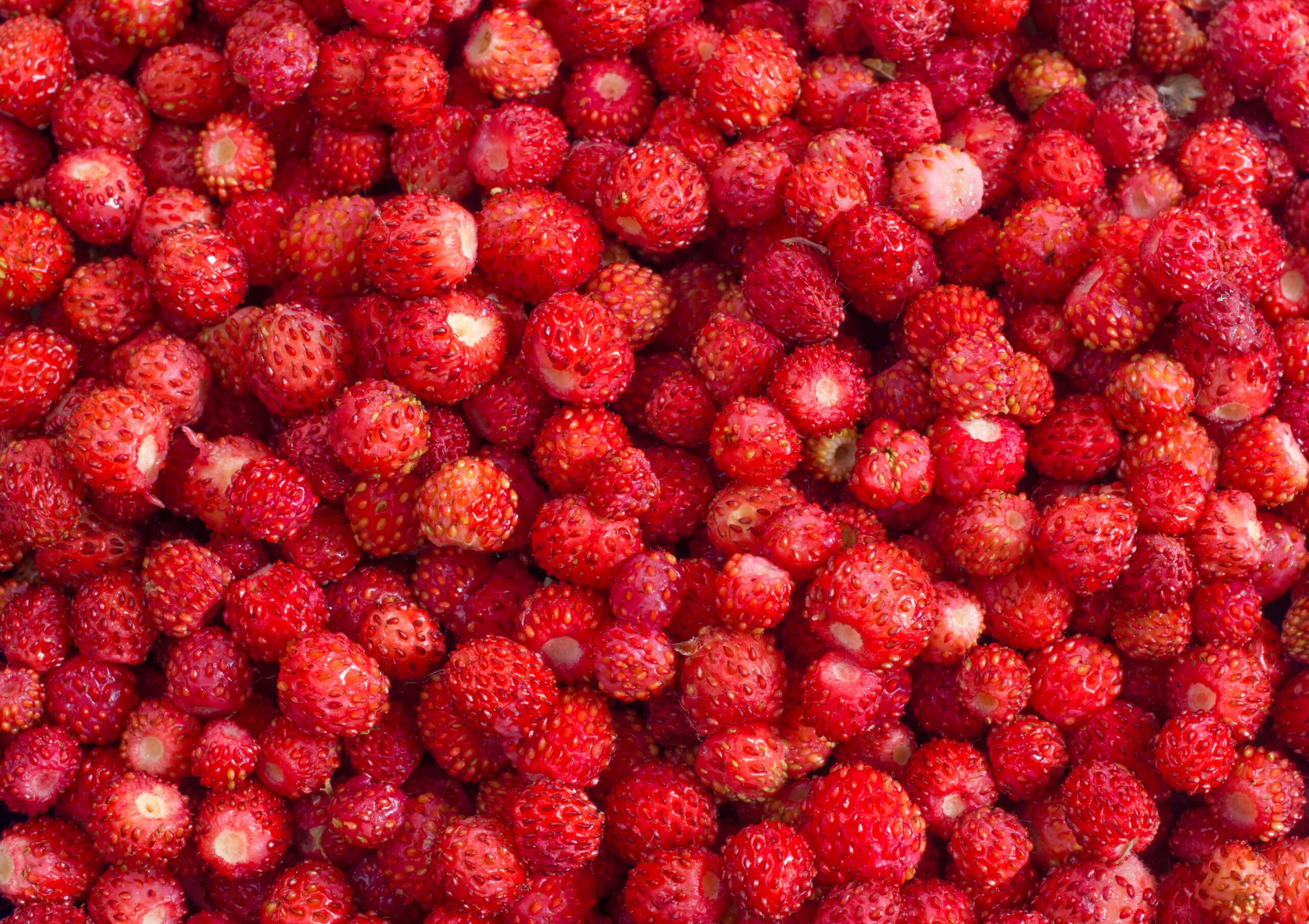 Суниця Tevitta