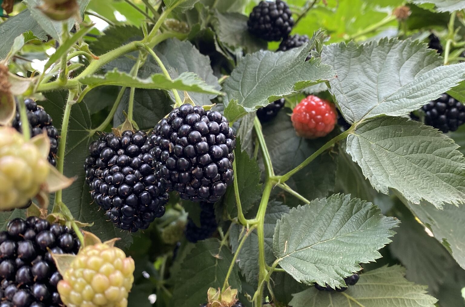 Плантація ожини на стадії дозрівання