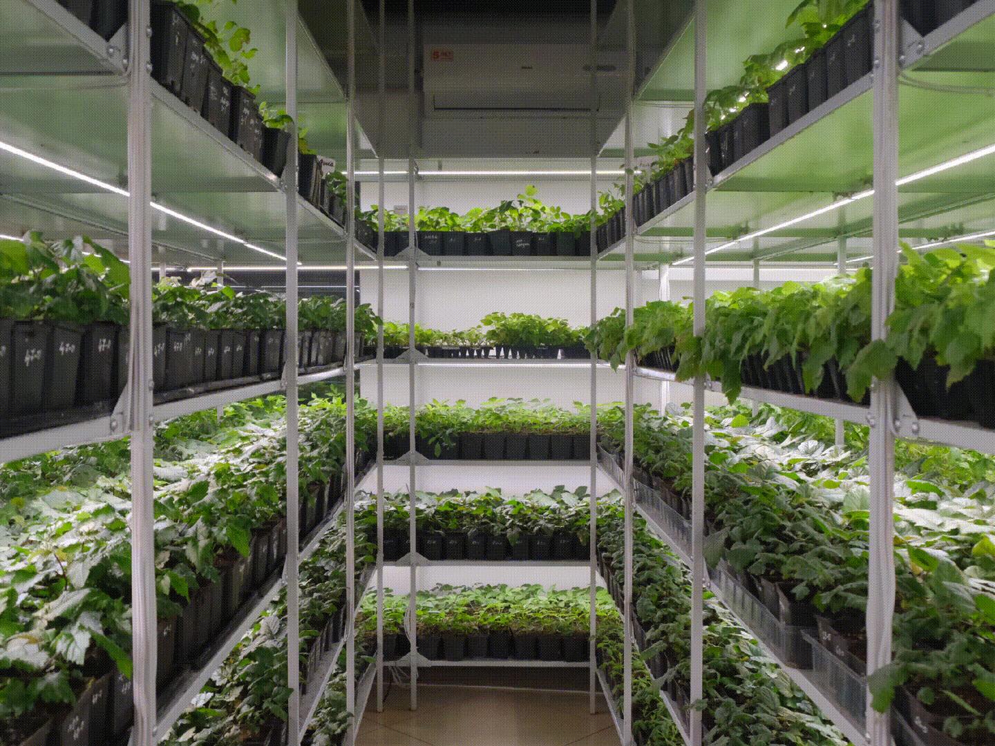 Вертикальна ферма — вирощування салатів та зелені