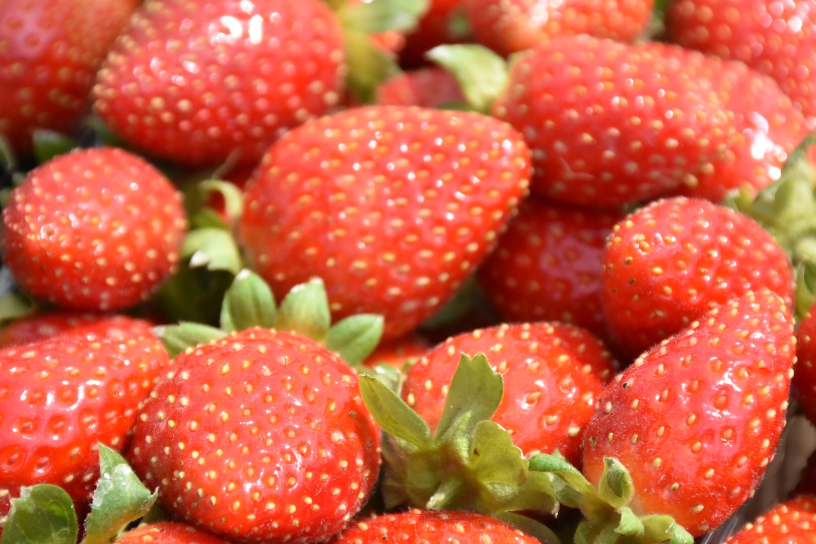 Дозрівання полуниці на грядках