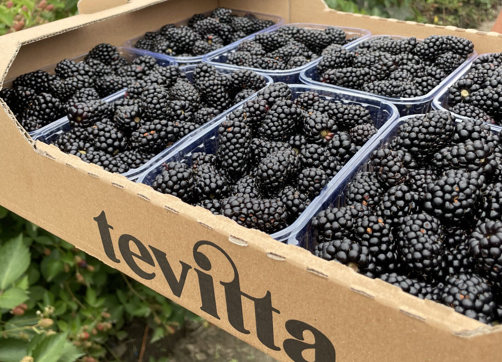 Заморожена ожина в коробці Tevitta