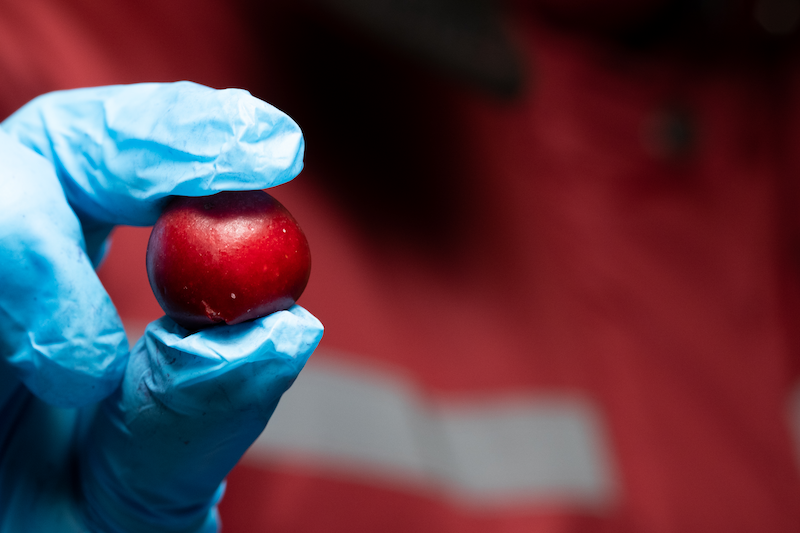 вишня, заморожена вишня