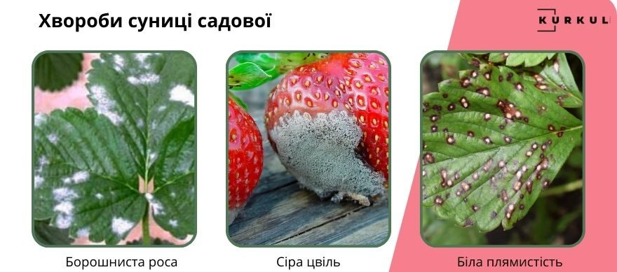 Прояви сірої гнилі на ягодах