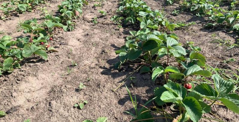 Плантація суниці садової на початку сезону