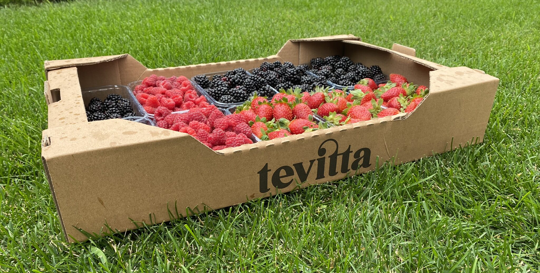 Ягоди в тарі Tevitta перед заморожуванням