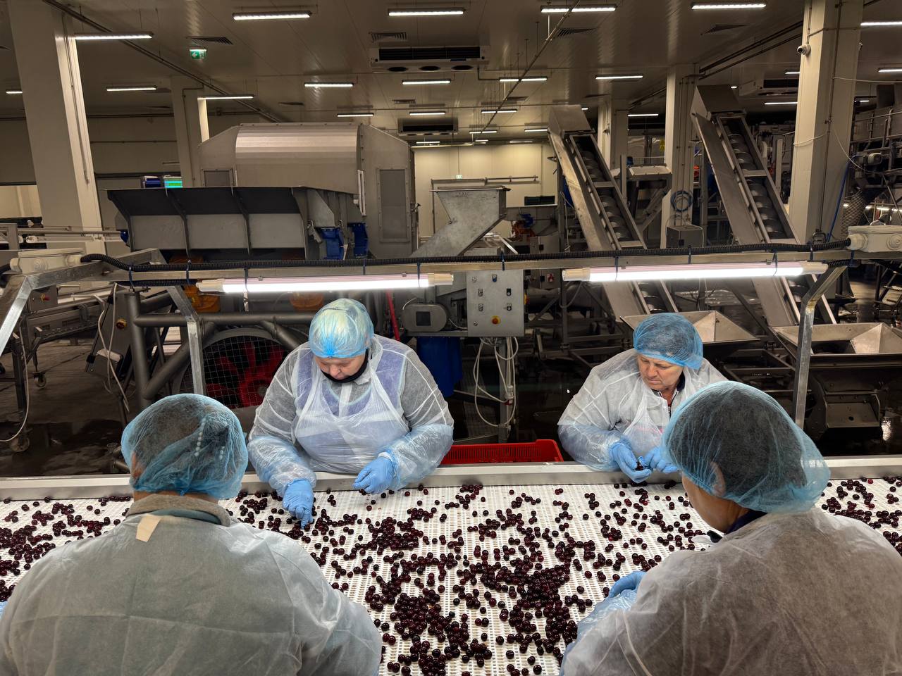 Сортування ягід на лінії IQF