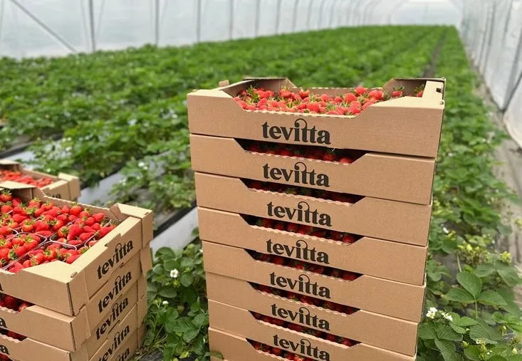 Упаковані ягоди Tevitta на полі перед відправкою