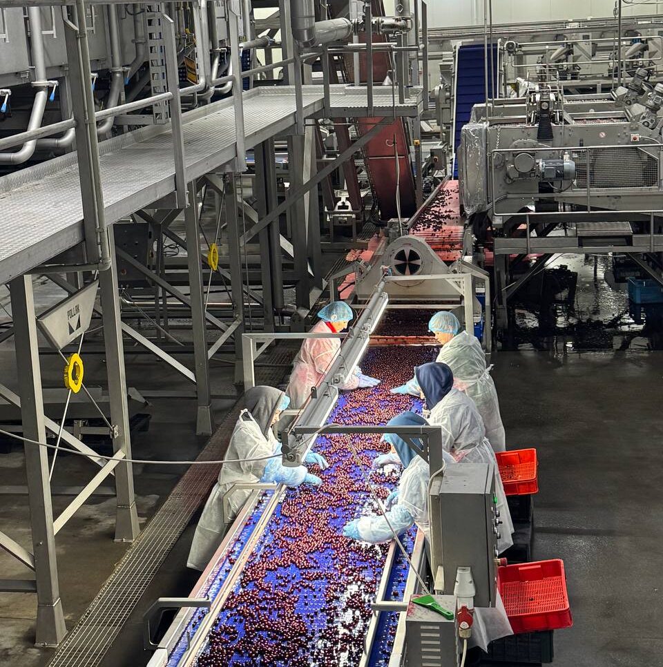 Лінія сортування ягід на заводі Tevitta
