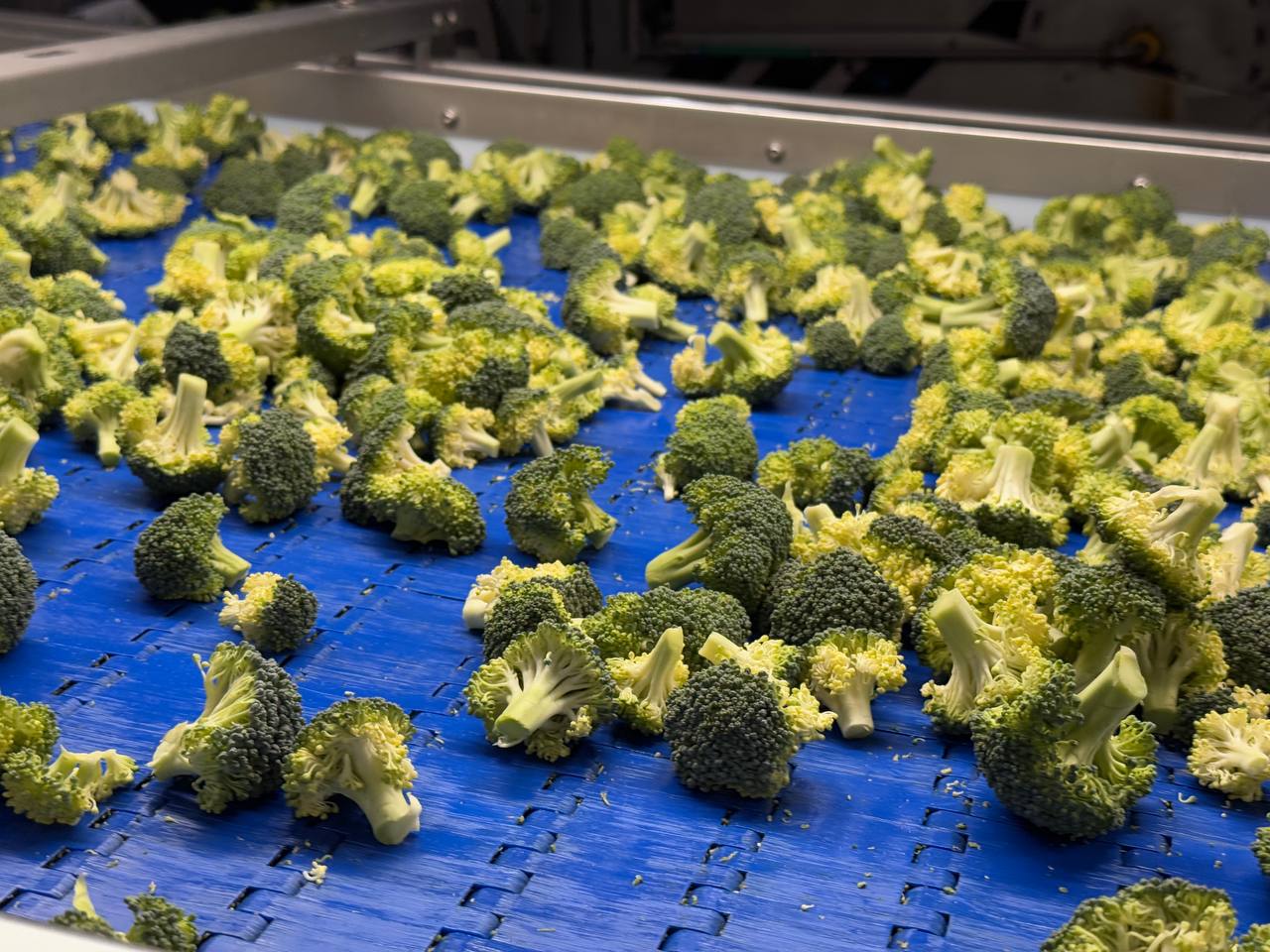 Броколі IQF у процесі заморожування