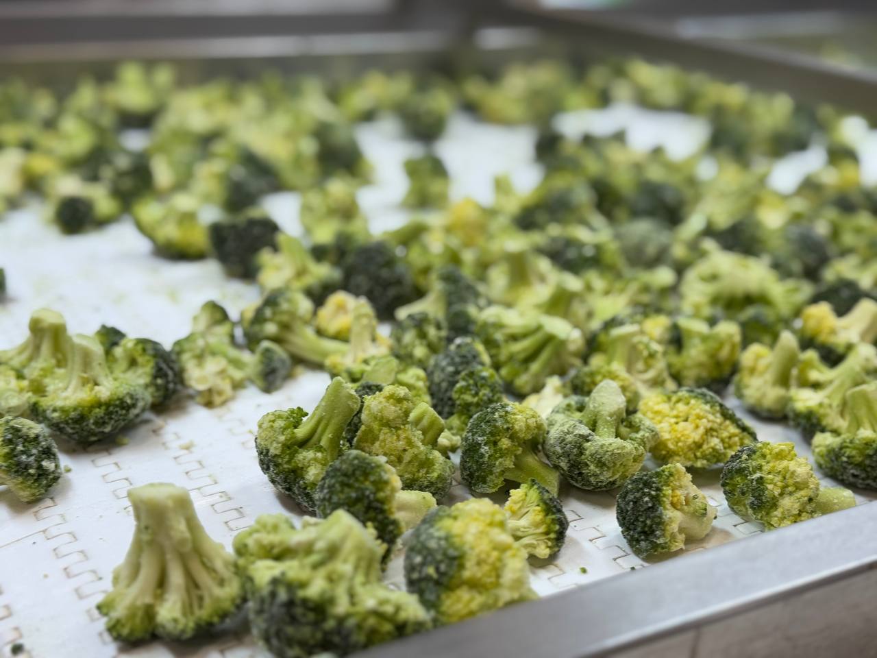 Конвеєр із замороженою броколі IQF