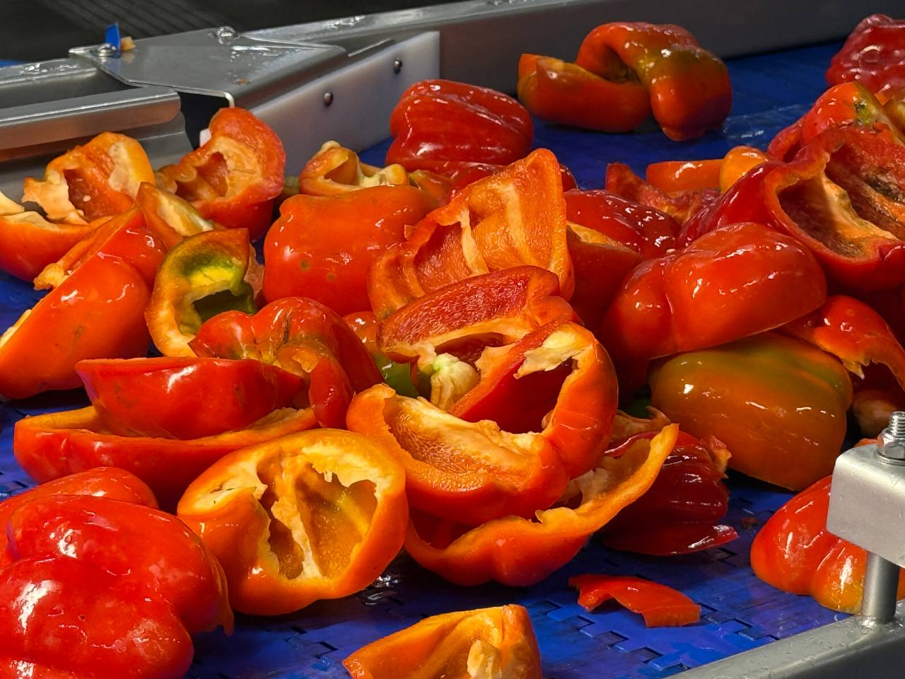 Процес переробки болгарського перцю на конвеєрі