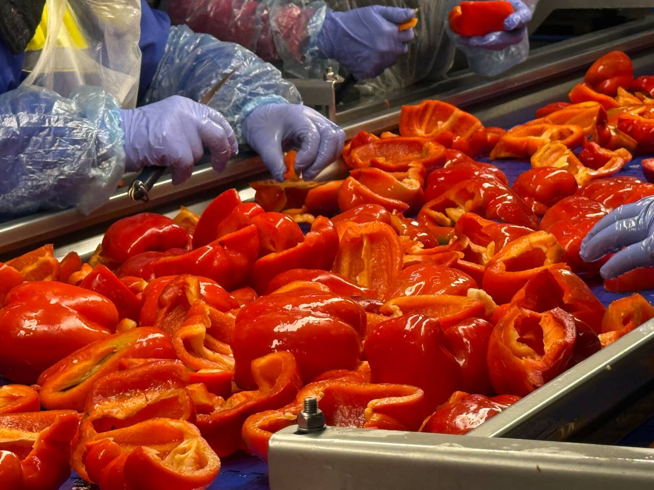 Заморожений перець IQF на виробничій лінії
